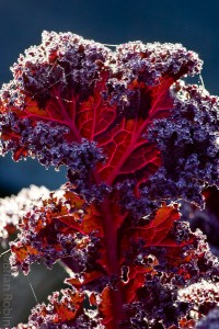 The time to harvest kale is whenever you are ready! During the summer, after frost in fall, from under the snow in winter, kale won't mind.