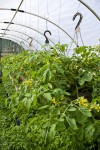 Photo of greenhouse filled with tomato plants