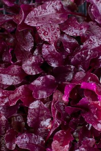 Photo of beet greens covered with water droplets